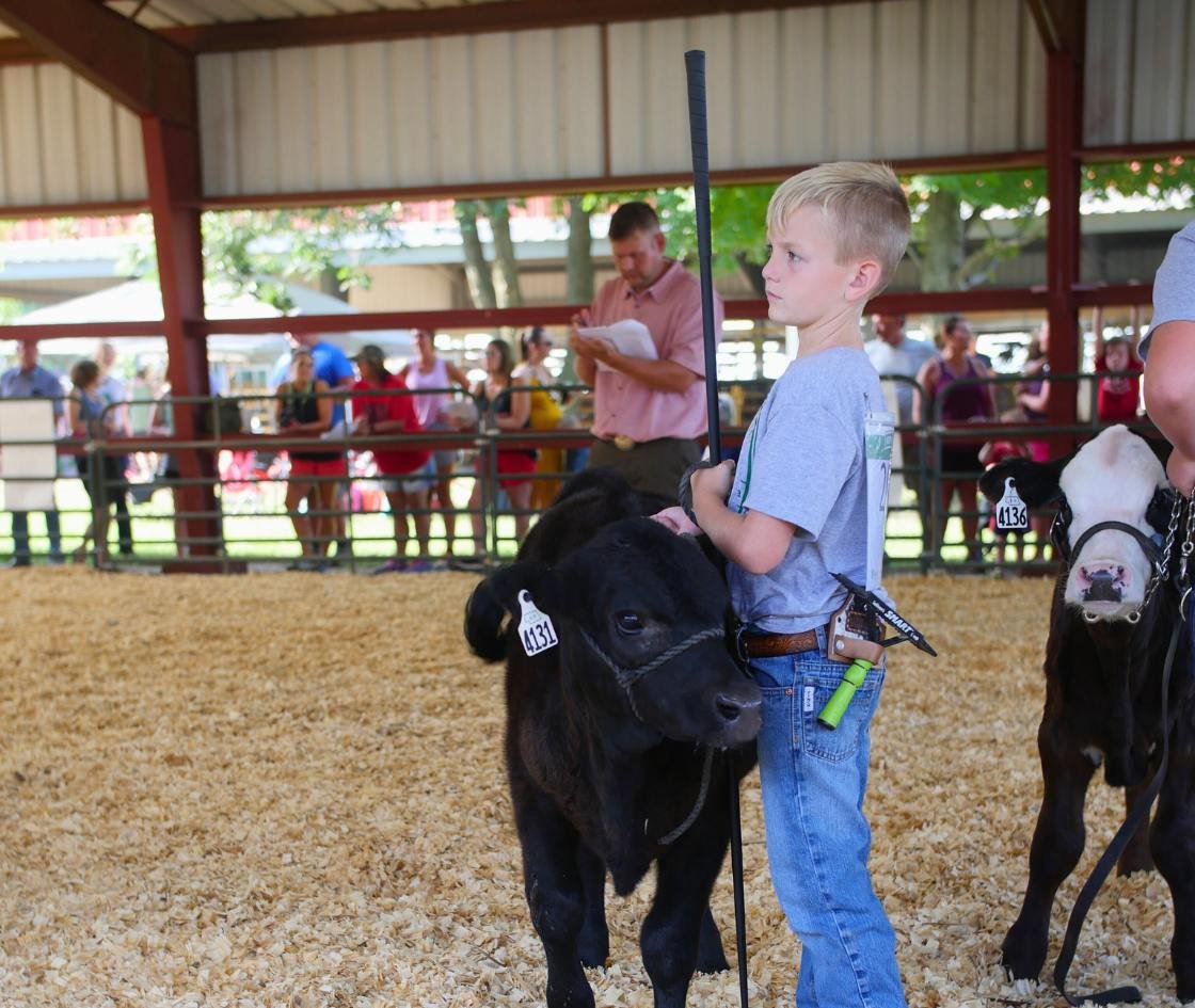 4H - Livestock Auction - Aurora